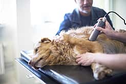 Bei einem Golden Retriever wird ein Ultraschall durchgeführt, während er auf einer Liege liegt.