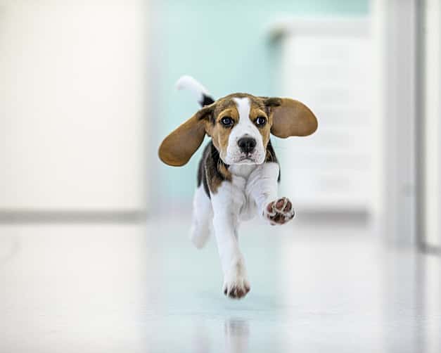Ein junger Beagle läuft auf die Kamera zu und seine Ohren fliegen dabei.