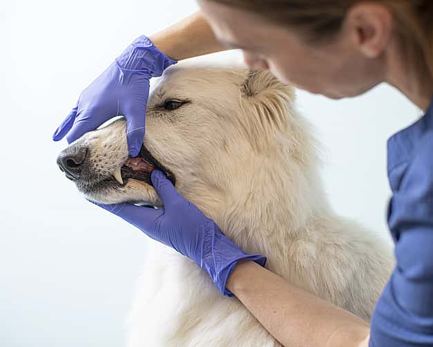 Eine Tierärztin hält mit ihren Händen das Maul eines Hundes fest und schaut sich seine Zähne an.