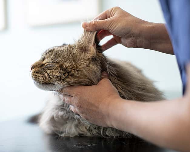 Nahaufnahme einer Katze mit geschlossenen Augen, während sie an den Ohren untersucht wird.