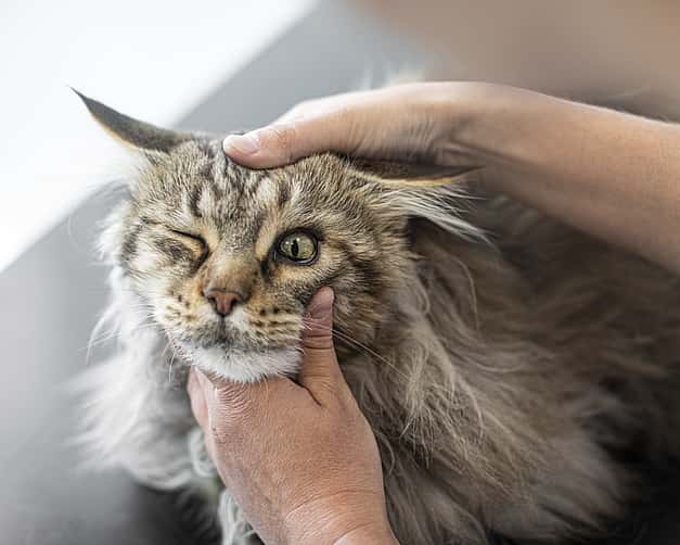 Nahaufnahme einer Katze, dessen Gesicht gehalten wird. Ein Auge wird untersucht, während das andere geschlossen ist.