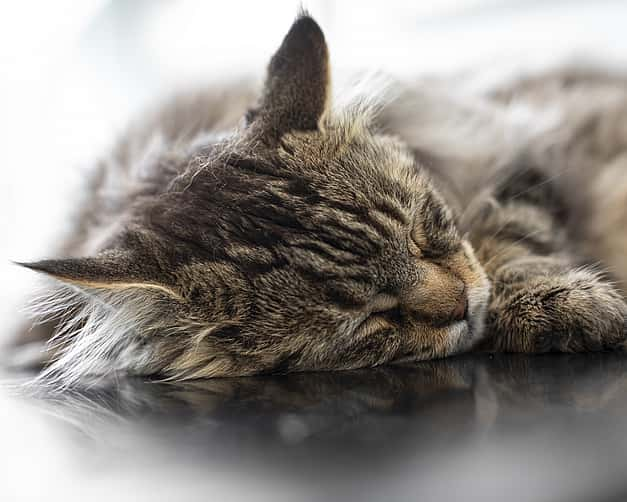 Nahaufnahme einer Katze, die auf dem Tisch liegt und schläft.