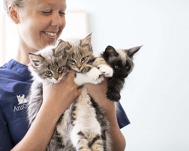 Eine Tierärztin hält glücklich drei Babykatzen in der Hand.