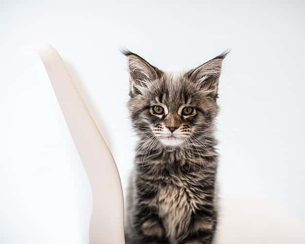 Portrait einer jungen Katze, die in die Kamera schaut.