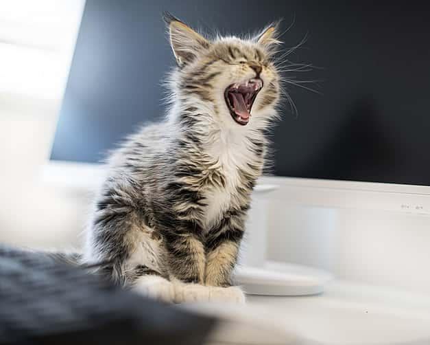 Eine Babykatze gähnt ausgiebig.