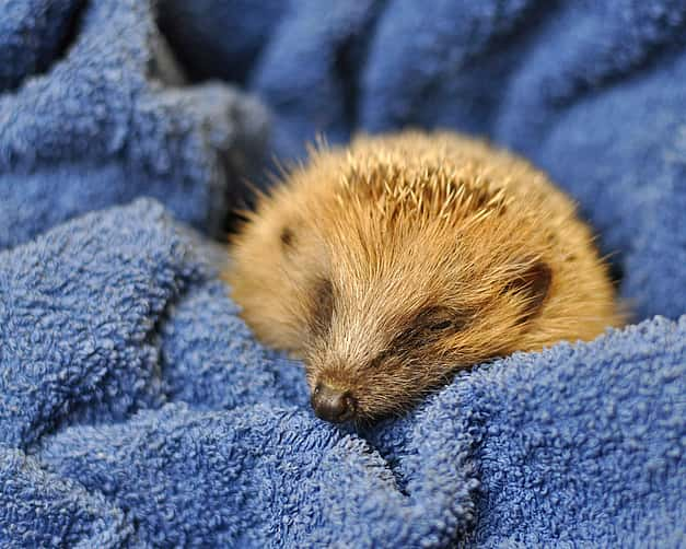 Ein Igel ist eingekuschelt in einem blauen Handtuch.