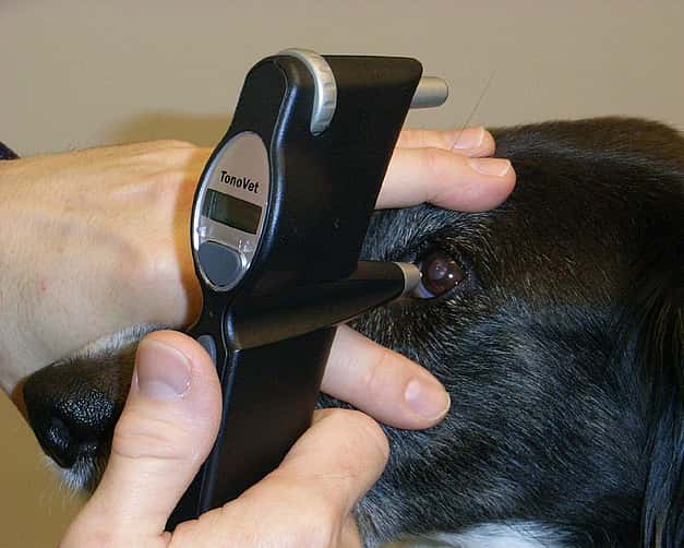 Nahaufnahme, wie ein Hund am Auge untersucht wird.