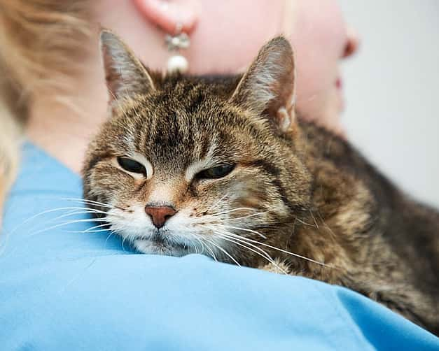 Nahaufnahme einer Katze, die mit ihrem Kopf der Schulter einer Tierärztin liegt.