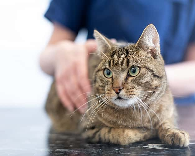 Eine Nahaufnahme einer Katze, die auf dem Tisch liegt.