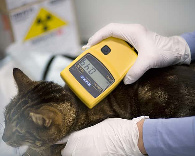 Eine Katze wird mit einem Messgerät untersucht.