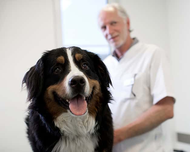 Ein Berner Sennenhund schaut glücklich mit offenem Hund in die Kamera, während hinter ihm ein Tierarzt steht.
