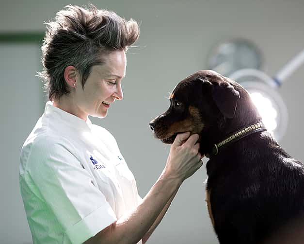 Eine Tierärztin steht vor einem Hund und hält sein Gesicht in ihren Händen. Sie schauen sich gegenseitig an.