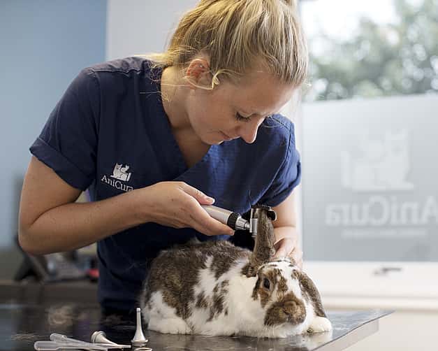 Eine Tierärztin untersucht die Ohren eines Kaninchens.
