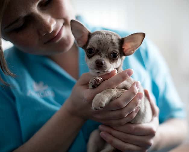 Eine Tierärztin hält einen Chihuahua in den Händen und lächelt ihn dabei an.