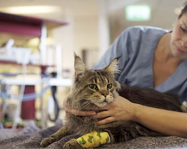 Eine Tierärztin untersucht eine Katze, die vor ihr liegt. Die Katze hat einen Verband am Vorderbein.