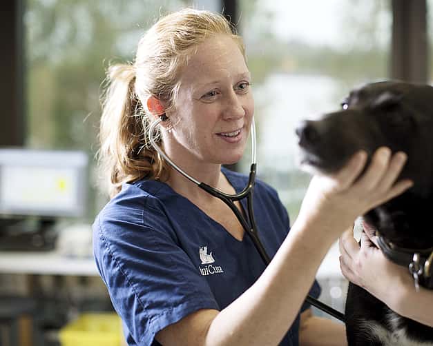 Eine Tierärztin hört einen Hund mit einem Stethoskop ab, dabei hält sie ihren Kopf fest und lacht ihn an.