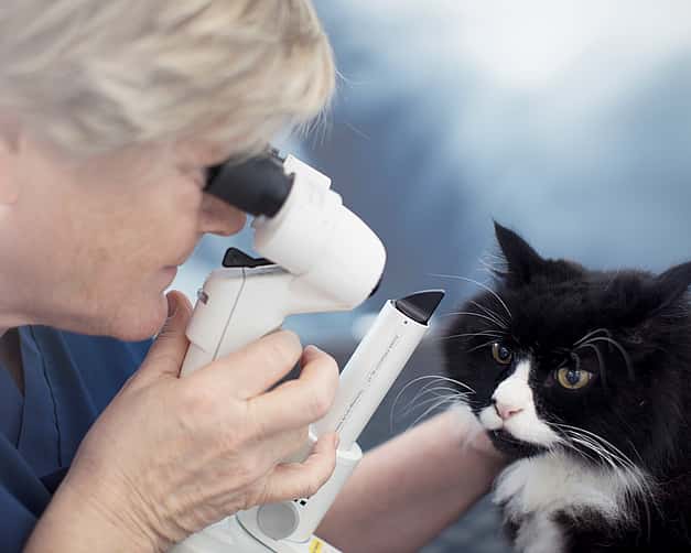 Eine Tierärztin schaut sich durch ein Mikroskop die Augen einer Katze an.