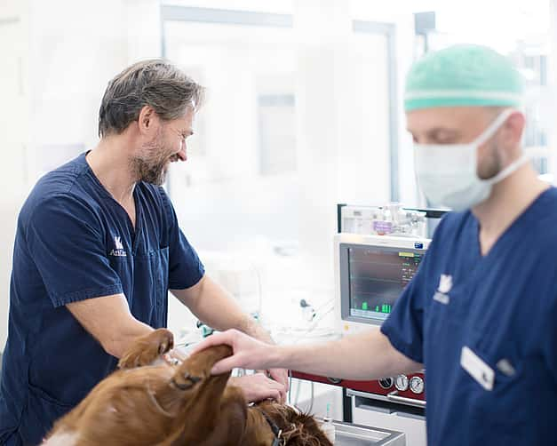 Zwei Tierärzte führen eine Untersuchung an einem Hund durch. Ein Arzt tastet ihn ab, während ein anderer auf einem Monitor die Werte kontrolliert.