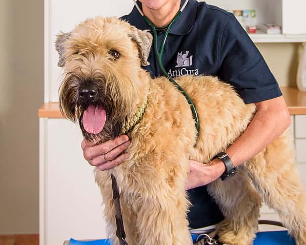 Eine Tierärztin hört einen Hund mit einem Stethoskop ab, dabei hält sie ihren Kopf fest und lacht ihn an.