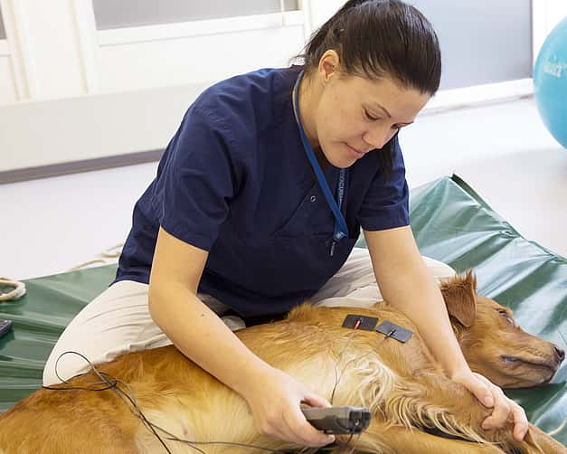 Eine Tierärztin massiert einen Hund, der vor ihr auf einer Matte liegt.