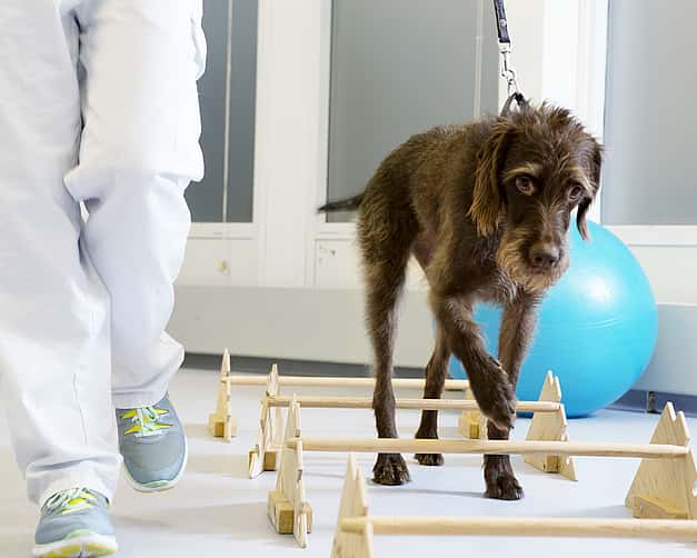 Eine brauner Hund wird in der Tierarztpraxis an der Leine über einen Parkour geführt.