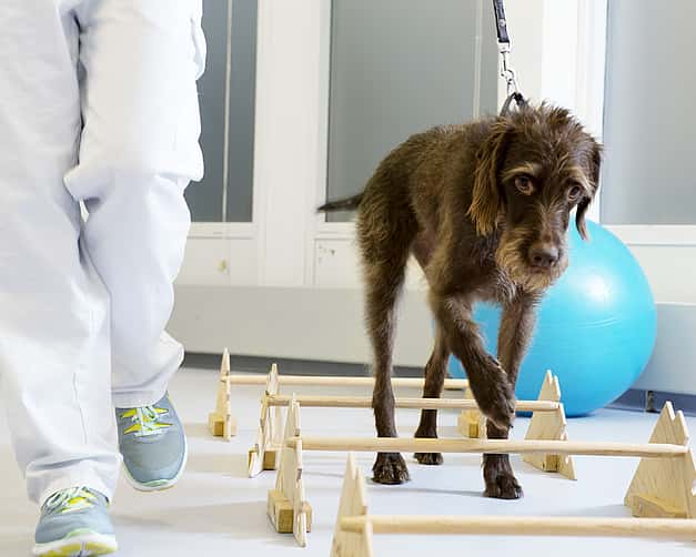 Ein Hund wird an einer Leine über einen Parkour geführt. Er muss dabei über ein paar Hürden steigen.