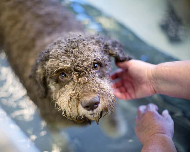 Ein brauner Hund mit Locken steht in einem Wasserbecken. Er schaut mit großen Augen hoch in die Kamera.