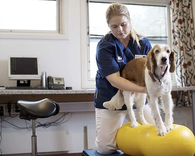 Eine Tierärztin hilft einem Hund auf einem gelben Ball zu balancieren.