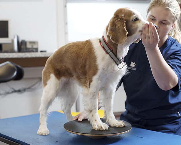 Eine Tierärztin macht Gleichgewichtsübungen mit den Vorderbeinen eines Hund, während sie seine Schnauze festhält.