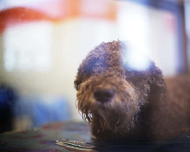 Ein brauner Hund mit Locken steht in einem Wasserbecken. Er schaut mit großen Augen nach oben.