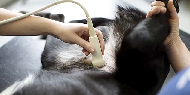 Am Bauch eines Hundes wird ein Ultraschall durchgeführt. Er liegt dabei auf dem Rücken.
