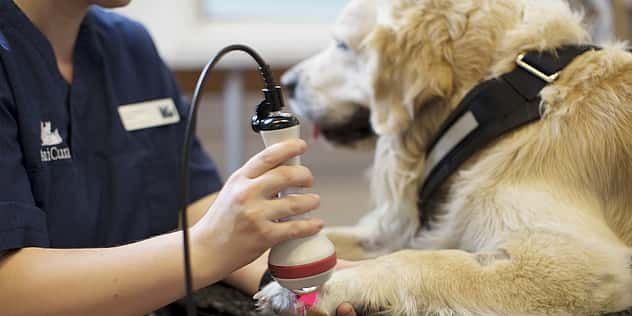 Die Pfote eines Golden Retrievers wird mit Ultraschall untersucht.