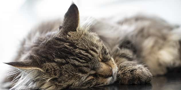 Nahaufnahme einer Babykatze die schläft.