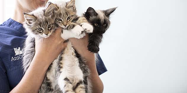 Eine Tierpflegerin hält zwei Babykatzen in den Händen und lächelt sie an.