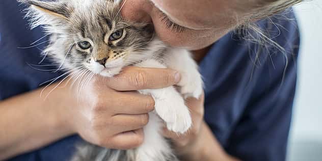 Eine Tierärztin hat eine Babykatze in den Händen und küsst sie auf ihren Kopf.