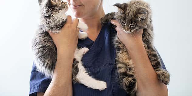 Eine Tierärztin hält zwei Babykatzen auf dem Arm und lächelt sie an.
