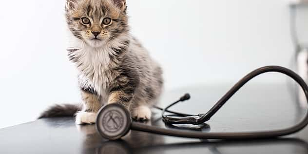 Ein Babykatze sitzt auf dem Tisch, zu ihren Füßen liegt ein Stethoskop.