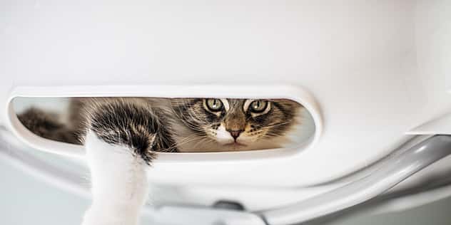 Eine Katze schaut aus einer kleinen Öffnung, die sich an einer Stuhllehne befindet.