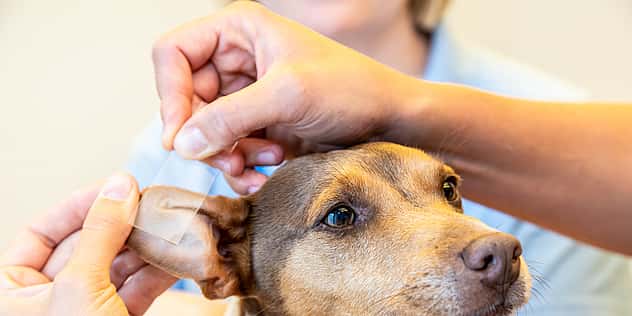 Ein Hund wird an seinem linken Ohr behandelt.