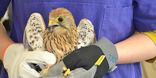 Jemand hält einen großen Vogel vor sich in den Händen und trägt dabei dicke Handschuhe.