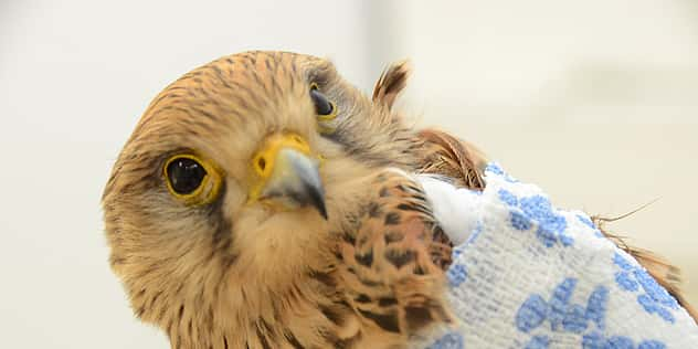 Nahaufnahme von einem großen Vogel.