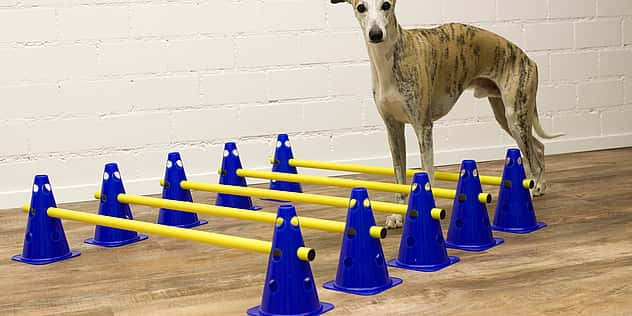 Ein Hund steht vor einem kleinen Parkour.