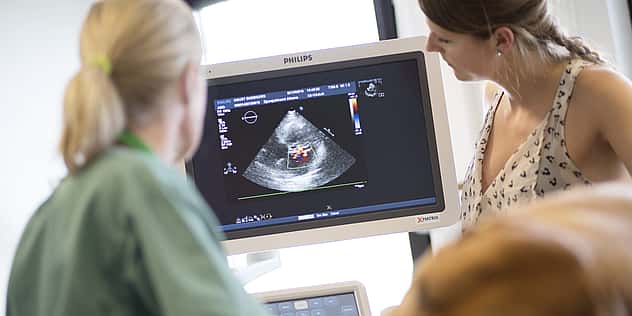 Eine Tierärztin und eine Frau schauen sich einen Ultraschall an. Der Hund der Frau ist schwanger.