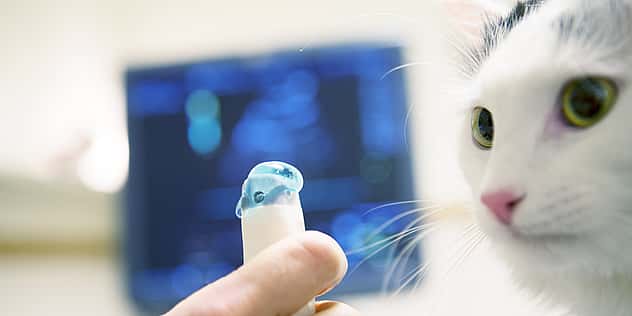 Eine Hand zeigt einer Katze das Gerät, womit der Ultraschall durchgeführt wird. Sie schaut es sich genau an.