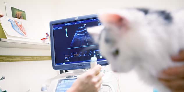 Bei einer weißen Katze wird ein Ultraschall durchgeführt. Sie sitzt dabei auf dem Tisch und wird gekrault.