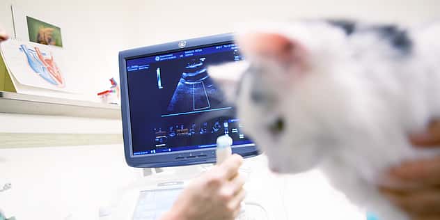 Bei einer weißen Katze wird ein Ultraschall durchgeführt.