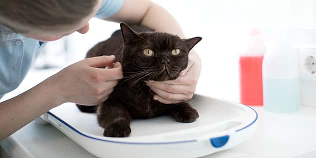 Eine Katze liegt auf dem Untersuchungstisch auf dem Bauch, während eine Tierärztin sich zu ihr herunterbeugt und sie streichelt.