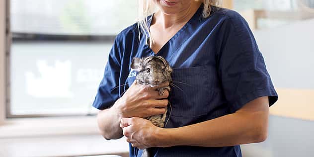 Eine Tierärztin hält eine Babykatze auf dem Arm.