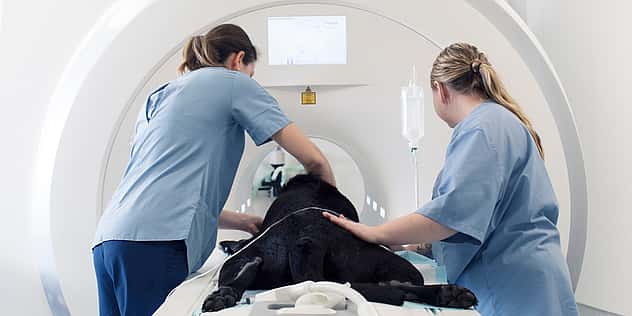 Ein Hund wird von zwei Tierpflegerinnen in den CT geschoben.