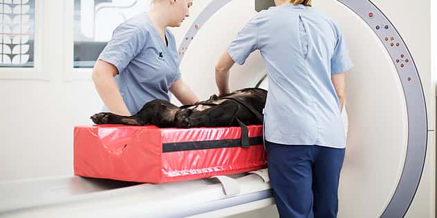 Zwei Tierpflegerinnen schieben einen Hund auf einer roten Liege in den CT.